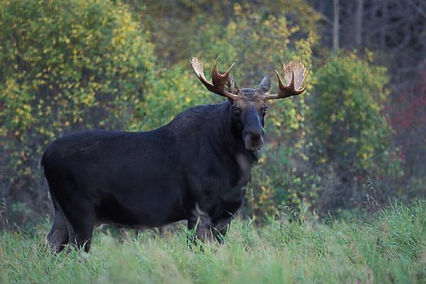 Adult bull Moose,