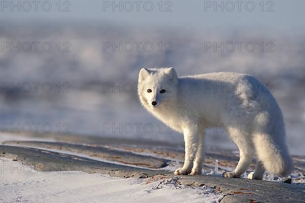 Arctic Fox,