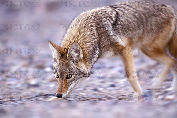 Coyote,