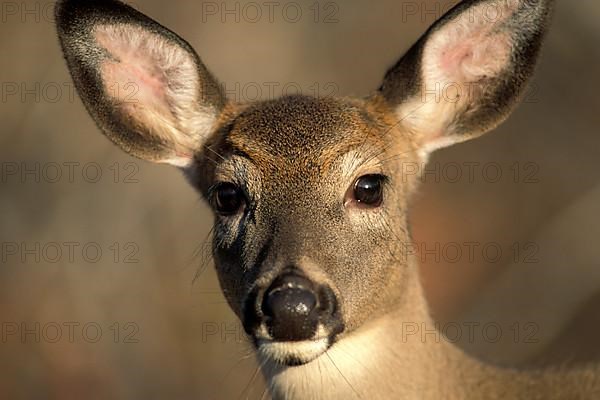 White-tailed Deer,