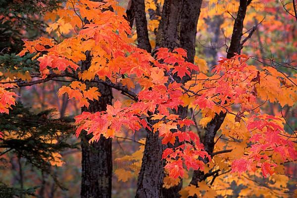 Fall colors on paper birch,