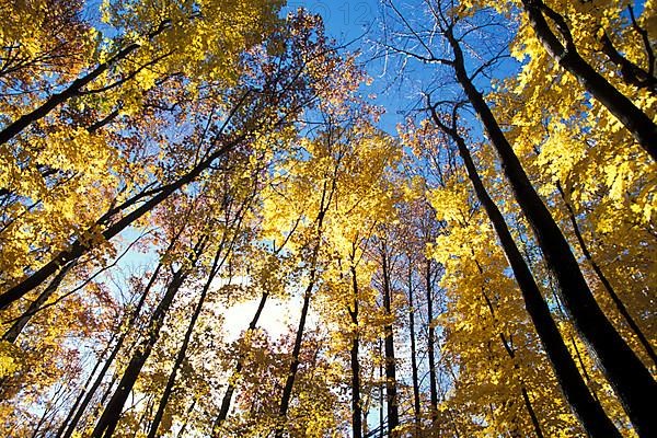 Towering yellow trembling quaking aspen,