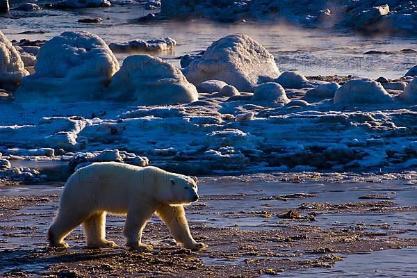 Polar Bear,