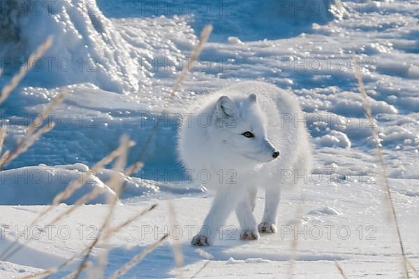 Arctic Fox,