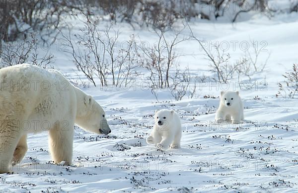 Mother Polar Bear,