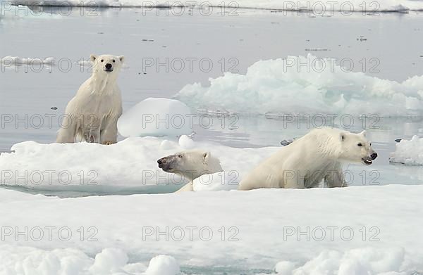 Mother Polar Bear,