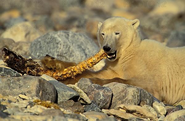 Adult male Polar Bear,