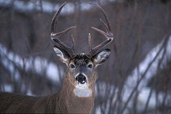 White-tailed Deer,