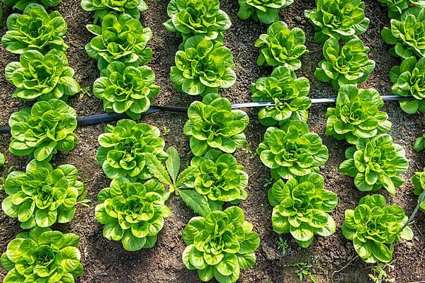 Overhead view of lettuce,