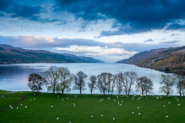 A birds eye view of sheep,