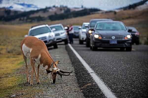 Visitors admire a Pronghorn Antelope,