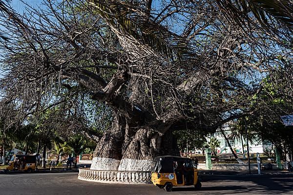 Old african baobab,