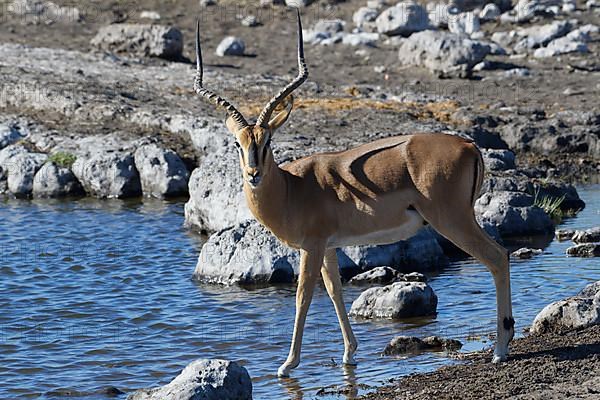 Black-faced impala,