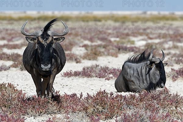 Blue wildebeests,