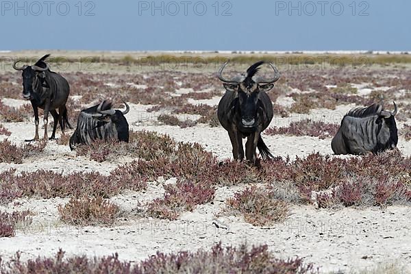 Blue wildebeests,