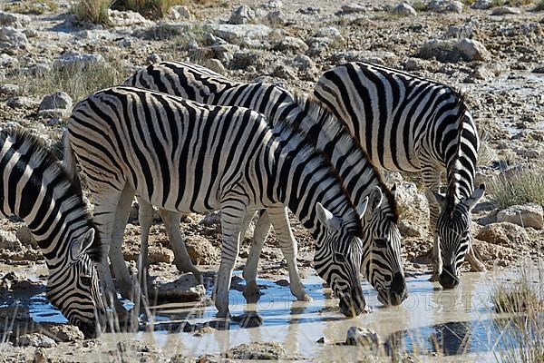 Burchells zebras,