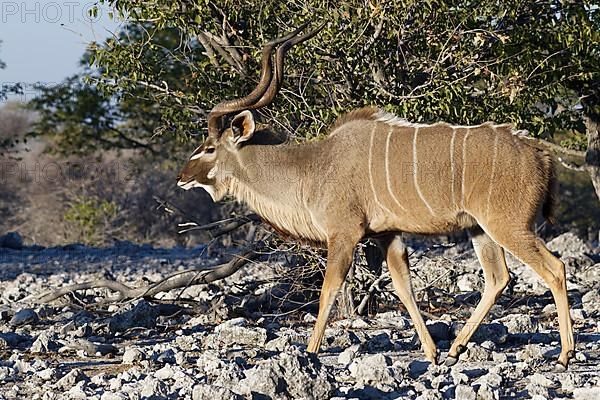 Greater kudu,