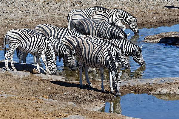 Burchells zebras,