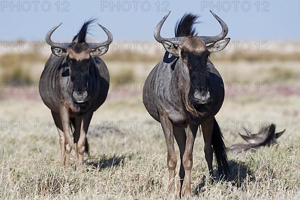 Blue wildebeests,