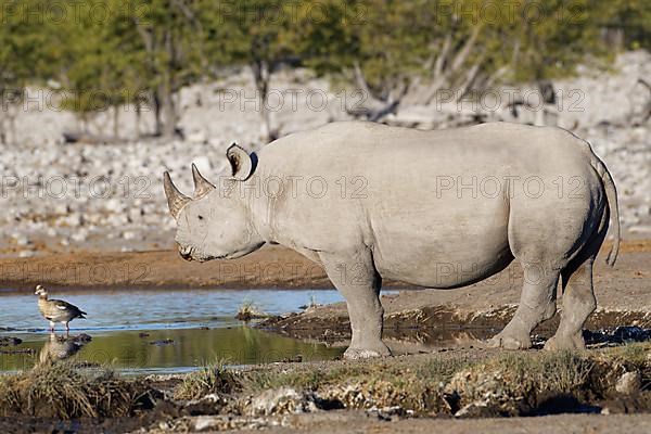 Black rhinoceros,