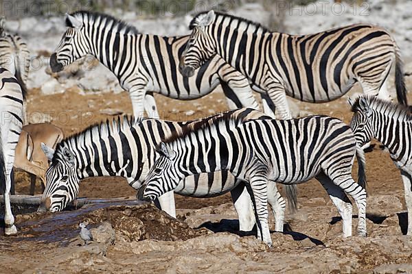 Burchells zebras,