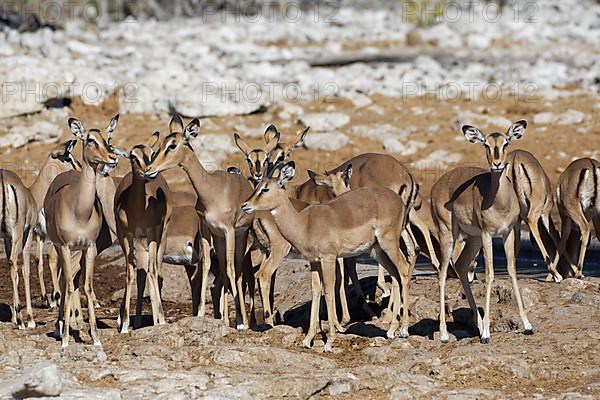 Black-faced impalas,