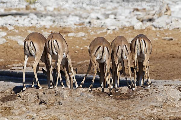 Black-faced impalas,