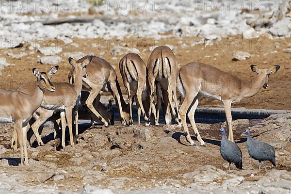 Black-faced impalas,