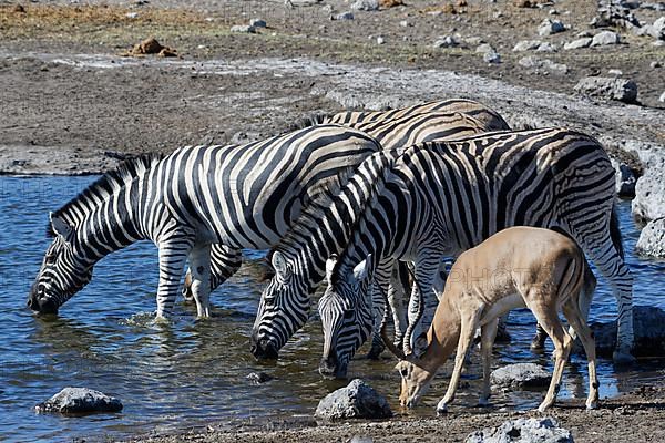 Herd of Burchells zebras,