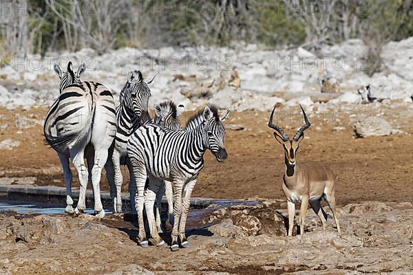 Burchells zebras,