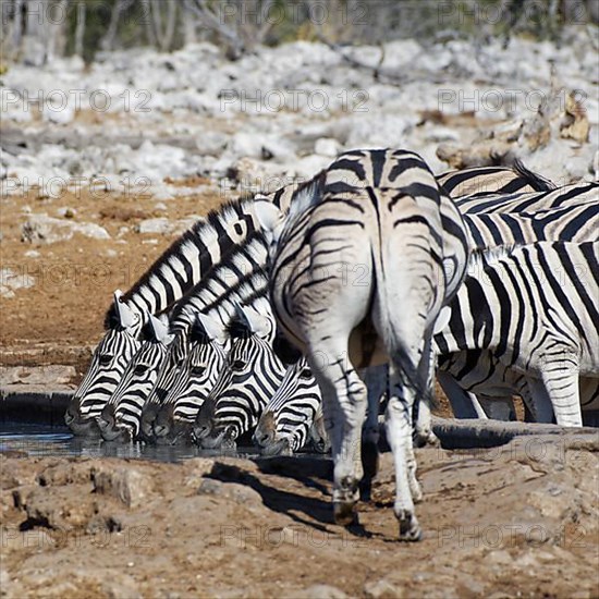 Burchells zebras,