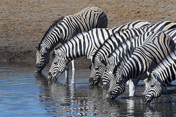 Burchells zebras,