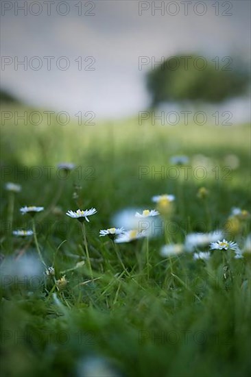 Flower meadow with daisies, Rheinaue