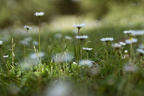 Flower meadow with daisies, Rheinaue