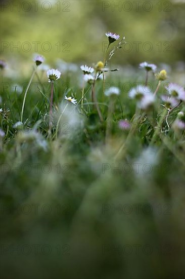 Flower meadow with daisies, Rheinaue