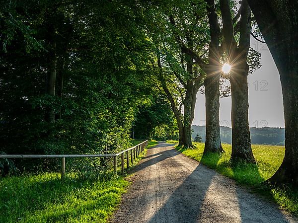 Field path in the forest, Bad Toelz