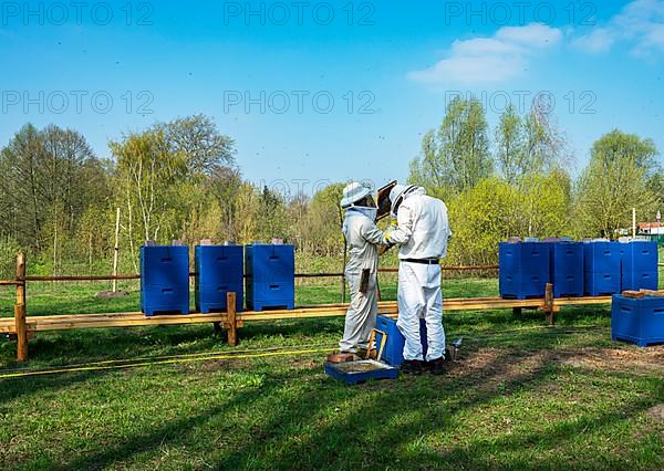 Beekeepers in protective suits inspect honey bee combs, Berlin-Pankow