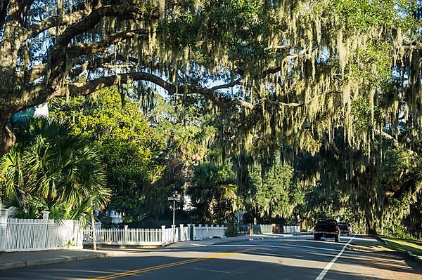 Oak tree alley in Beaufort, South Carolina