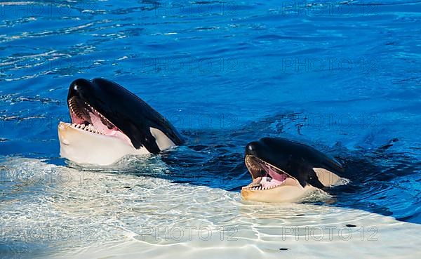 Orca show in Seaworld aquarium, San Diego