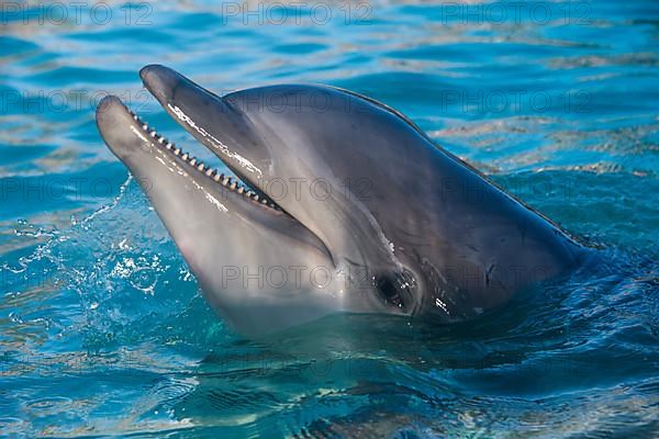 Dolphin show in the Seaworld aquarium, San Diego