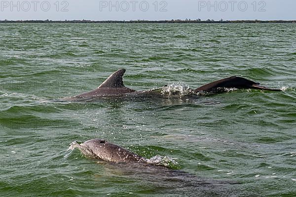 Bottlenose dolphins,