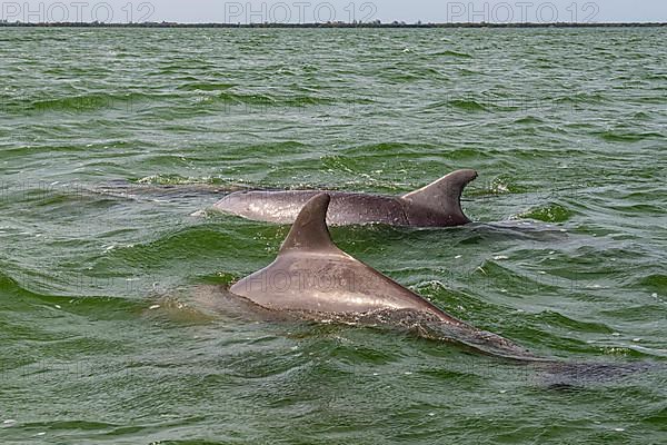 Bottlenose dolphins,