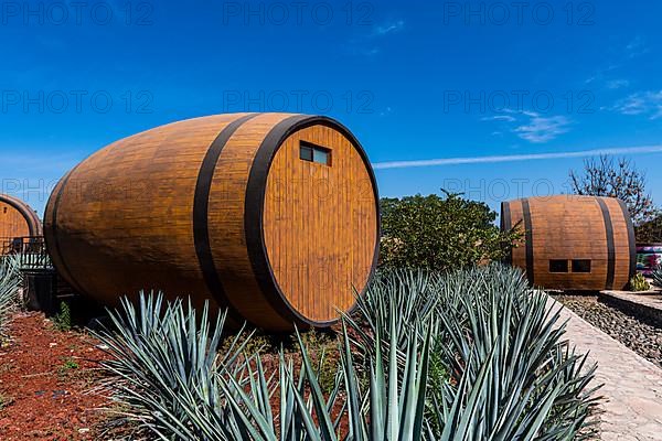 Hotel rooms in the form of a Tequila barrel in an blue agave field, Tequila Factory La Cofradia