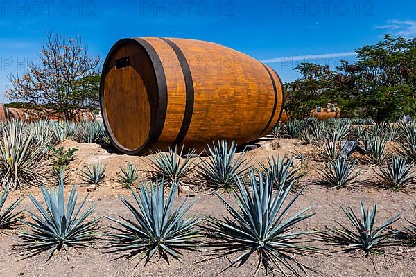 Hotel rooms in the form of a Tequila barrel in an blue agave field, Tequila Factory La Cofradia