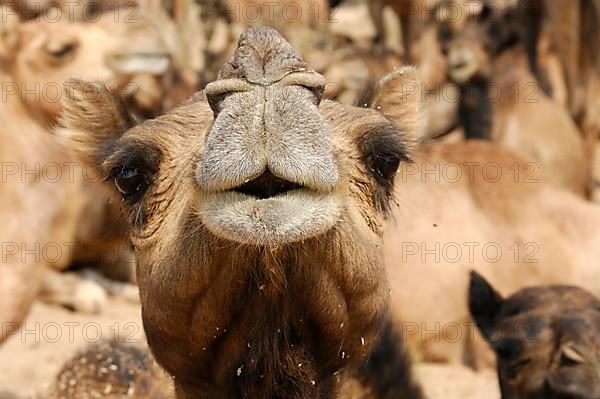 Riding camels, dromedaries