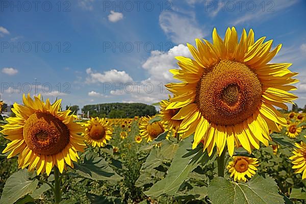 Sunflowers, Dieburg