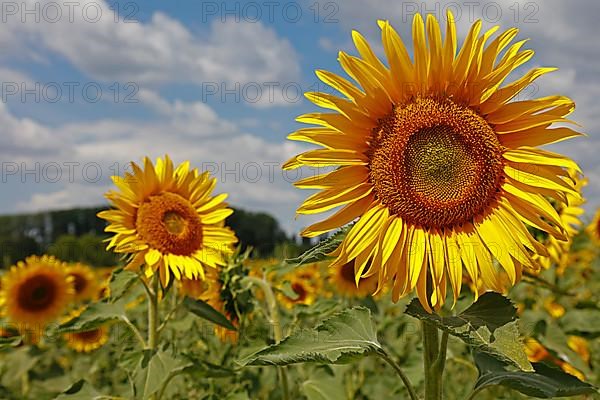 Sunflowers, Dieburg