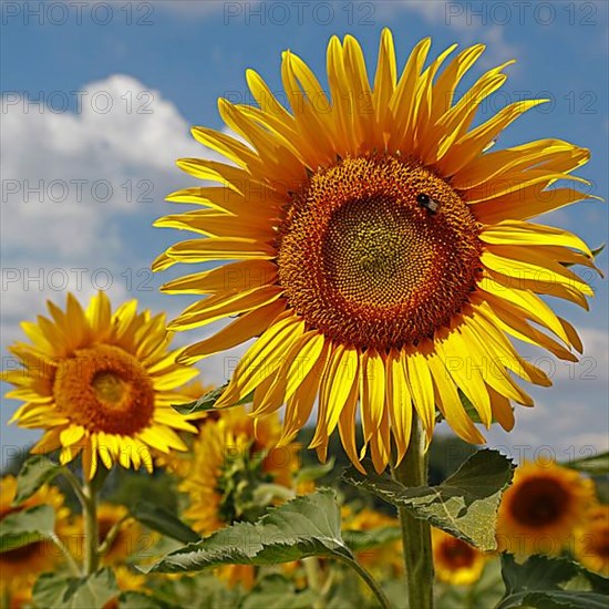 Sunflowers, Dieburg