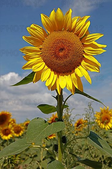 Sunflowers, Dieburg