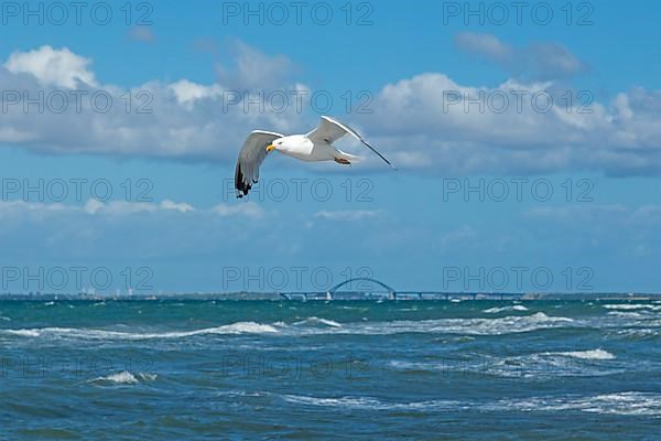 Flying european herring gull,